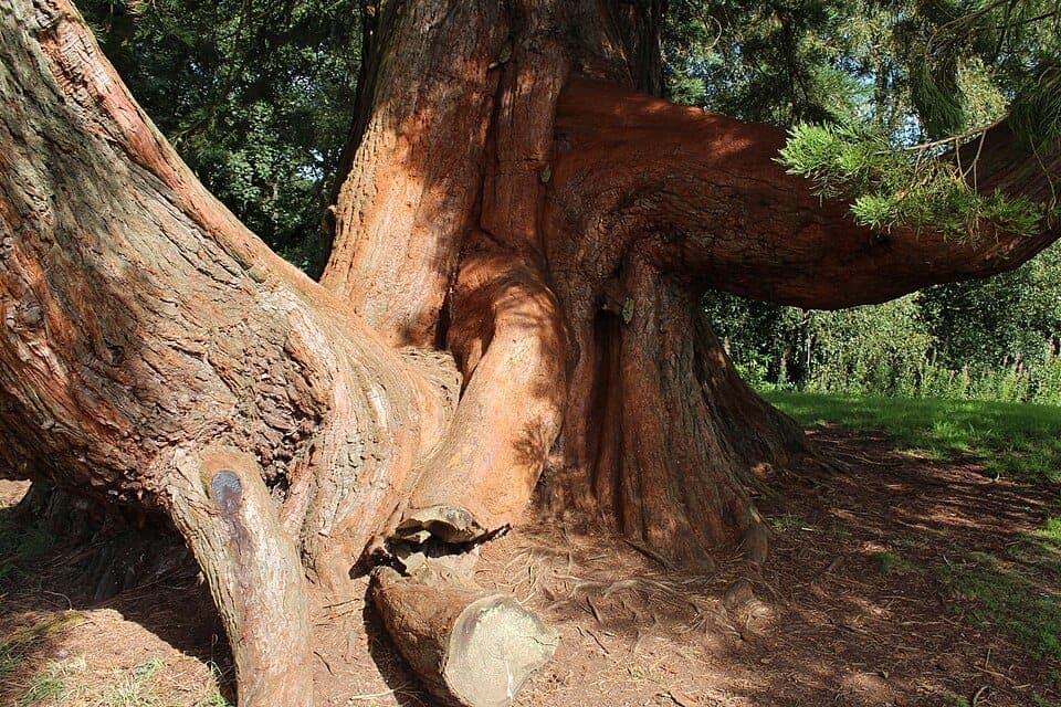 Yonic Tree Blog - Chains of the Phoenix